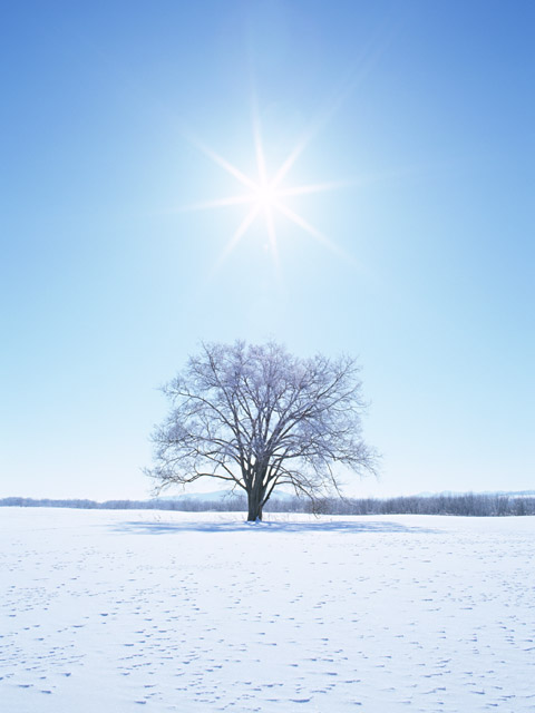 厳しい寒さに耐えて春に新芽をふく樹