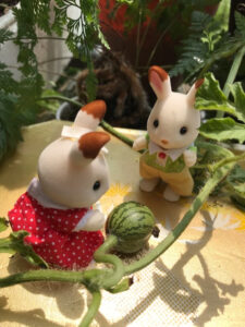 スイカ、見つけた！